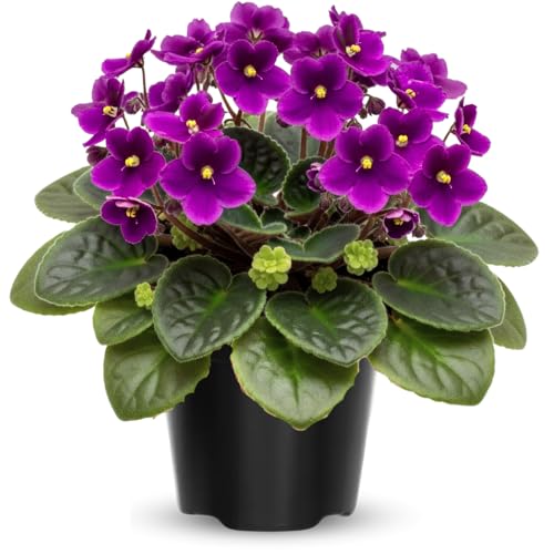 African Violet Live Plant Houseplant in 4' Pot, Blooming Indoor Plant for Home or Office with Vibrant Flowers (Purple African Violet)