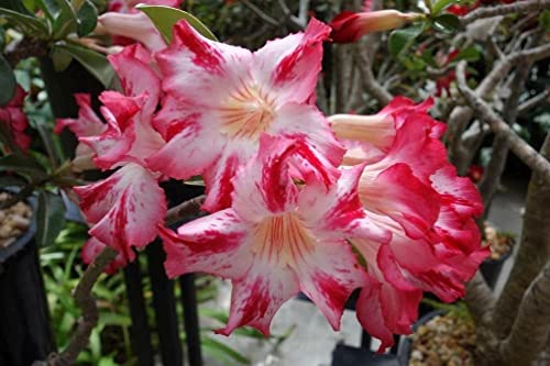 Mixed Color Desert Rose Seeds To Grow 40 Seeds Adenium Obesum Seeds #TOP3