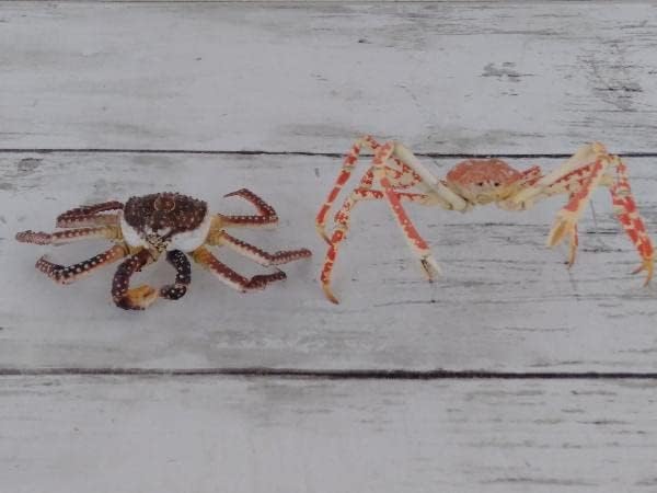 原色甲殻類エビ・カニ図鑑Ⅰ【改定増補版】全8種+シークレット2