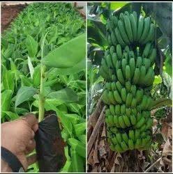 Live Plant Dwarf G9 Thai Green Banana Plant Java Banana/Ice Cream Banana All Season 1 Healthy Live Fruit Plant (B0D9HPQPBW) Amazon Price History, Amazon Price Tracker