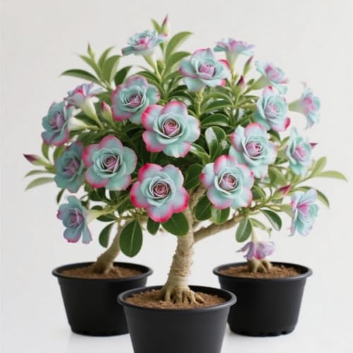 Wüstenrosen Rhizome/Trockenheitsresistent und...