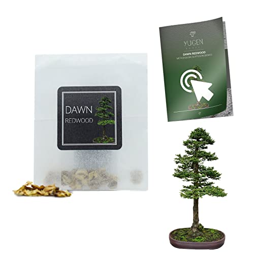 30 Dawn Redwood Bonsai Seeds | Metasequoia Glyptostroboides | Growing Guide | Grow Your Own Bonsai Tree | Bonsai Beginners and Enthusiasts