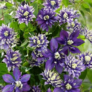 50 Double Dark Purple Clematis Seeds Bloom Climbing Perennial Flowers Seed Flower Vine Climbing Perennial