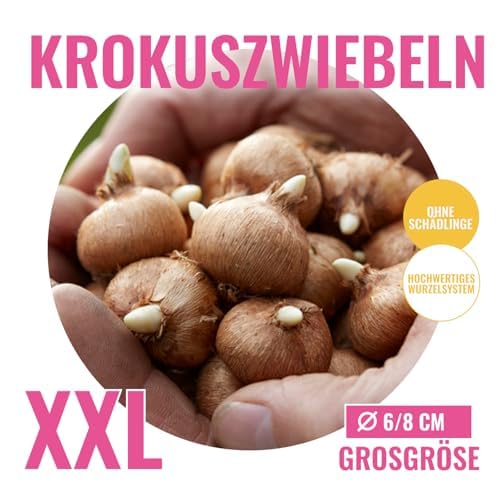 Cipolle di crocus enorme collezione (100 bulbi/5 varietà), resistente all'inverno, miscela perenniale olandese, ideale per un paradiso fiorito in giardino (senza semi)