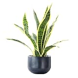 YLSZHY Plante artificielle de tigre Piran, agave artificielle, plante artificielle en soie de Sansevieria parfaite pour l'intérieur ou l'extérieur, décoration de bureau moderne.