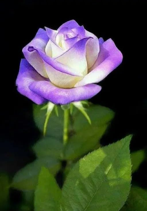 Bud Grown Fragrant Rose/Gulab Flower Mature Plant Suitable for Container Gardening