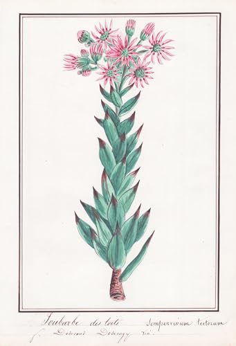 Joubarbe des toits / Sempervivum tectorum - Dach-Hauswurz / Botanik botany / Blume flower / Pflanze plant