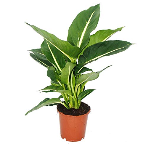 Exotenherz - Dieffenbachie 'Magic Green' - 1 Pflanze - pflegeleichte Zimmerpflanze - luftreinigend- 12cm Topf