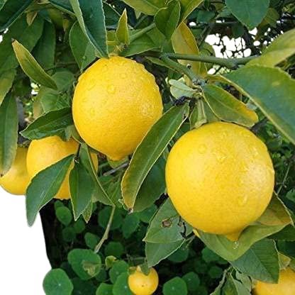 AZIZ GAZI NURSERY Lemon Grafted Live Plant | Lemon Seedless All Season Container Suitable Plant | Healthy Live Plant | Nimbu Live Plant with Grow Bag | Plant for Outdoor & Home Garden (Yellow) (B09Y38XZLP) Amazon Price History, Amazon Price Tracker