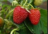 fragola ananas pianta  Piantine di fragole in vaso 10 pezzi rifiorenti a frutto grosso