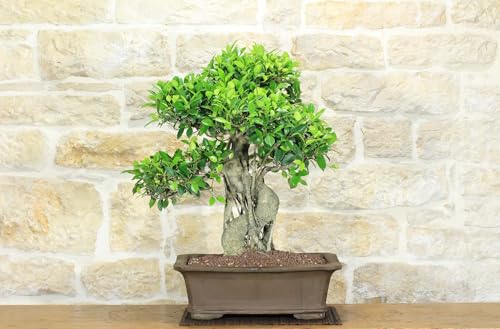 Bonsai Di Ficus Retusa (164)