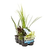 teichpflanzen kaufen 💧PFLEGE - Entfernen Sie alte Blätter. Verbessern Sie das Teichwasser mit Mineralien um die Wasserhärte (KH-/GH-Wert) zu erhalten. Das trägt zu einem guten Wachstum bei!