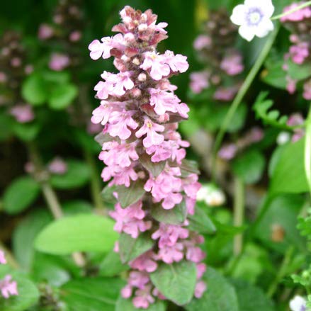 ハッピーガーデン アジュガ・ピンクシェル お取り寄せ 1鉢 3.5～3号