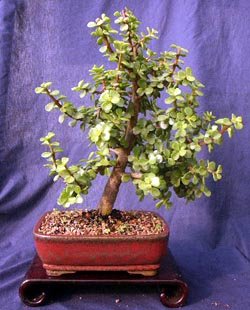 Indoor Bonsai Tree - Dwarf Jade