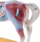 Zoom IMG-1 modello didattico for agopuntura equina Zoom IMG-1 modello didattico for agopuntura equina