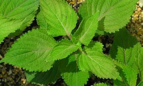 Green Perilla 50 Seeds - Herb/Shiso - Ohba Green Perilla 50 Seeds - Herb/Shiso - Ohba
