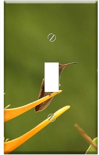 Switch Plate Single Toggle - Birds Nature Armenia Quindio Colombia 4