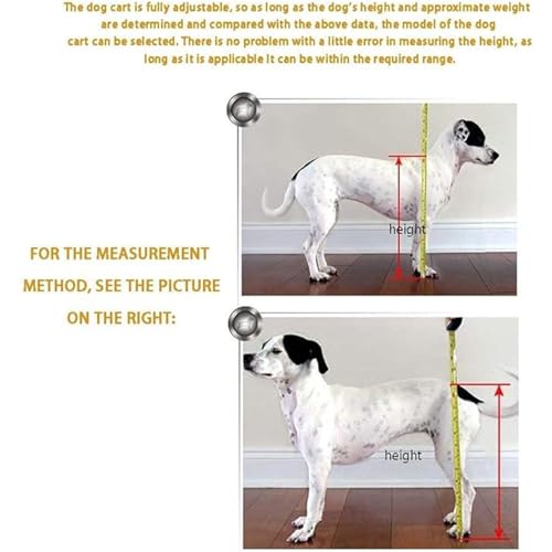 Silla de ruedas para perros con discapacidad trasera: ayuda a caminar 4