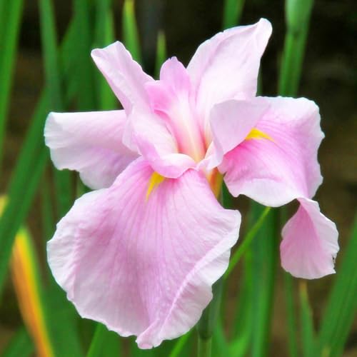 Iris Tubérculos Resistentes para Jardín - Iris Rizoma Perenne con Floración Abundante-4Tubérculos-G