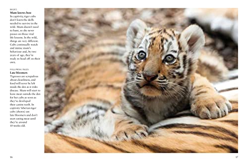 Tigers (Mini Encyclopedia)