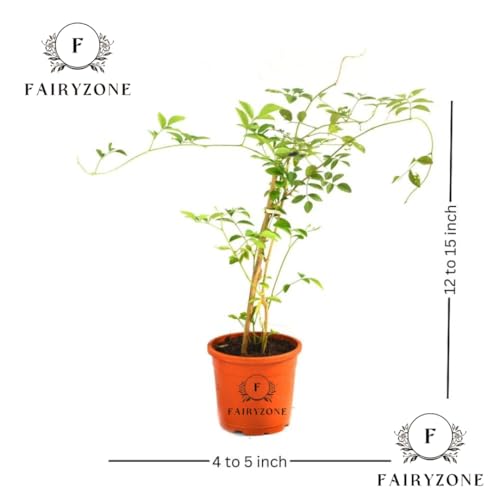 Image of Indoor Outdoor Flowering Plant Live Plants | Chameli (चमेली) Flower Jasmine Plant | White Flowering Plant | With Plastic Pot For Home & Garden Decore Pack Of 1(CHAMELI FLOWER PLANT)