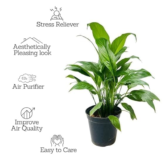Image of Live Indoor peace lily plant,Air Purifying Plant, Variety, Single Potted Plant (Peace lily pink colour pack of 1 for indoor plant)
