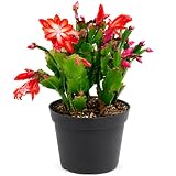 Planta de cactus de Navidad viva, decoración perfecta para vacaciones, decoración de mesa de Acción de Gracias, decoración de habitación de Navidad, planta viva de interior enraizada (8 pulgadas de