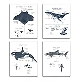 VIIJJUE Whale Shark Decor Wall Art Prints Set of 4, Shark poster, Ocean Beach Room Decor posters, Ocean Marine Life Educational Wall Art for Classroom Bathroom Living Room, 8x10 Inches Unframed