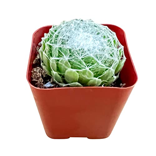 Sempervivum Arachnoideum, Live Succulent Fully Rooted In 2 Inch Starter Pot With Soil Mix, House Plant For Indoor Outdoor Home Office Wedding Decoration Party Favor, Gift For Her #TOP16