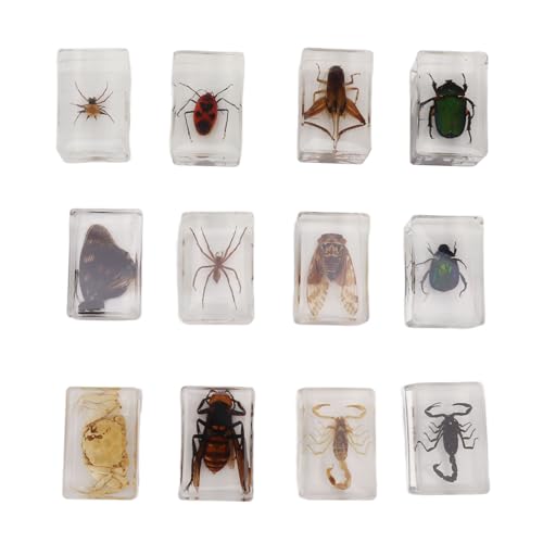12 Pcs Real Specimens,Transparent Resin Specimens Collection Science Educational Specimens Sample Tabletop Ornament for Kids