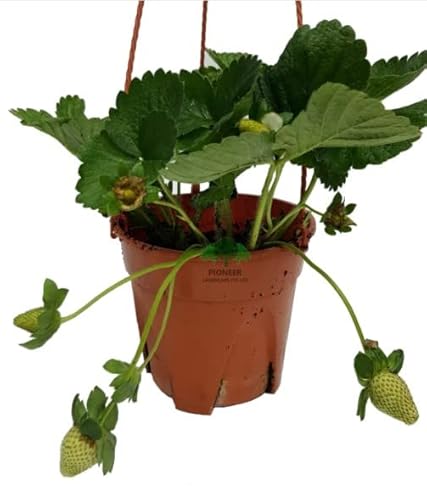 Fresa Natural Planta Tapizante Perfecta para el Jardín fructífero