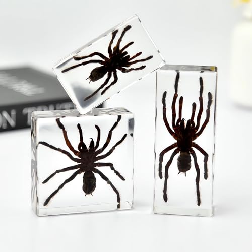 Image of Taxidermy Spider, 3pcs Insect Spiders Specimens in Resin for Closer-Look & Study in Safe Healthy, Novelty Fun & Educational for Classroom Teaching, Home Office Display (XS Size x2 + M Size x1)