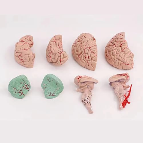 Modèle d'anatomie cérébrale précis et sûr pour laboratoire de sciences - 4