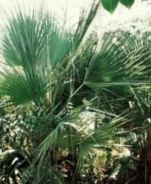 Mazari Palme Kaufen