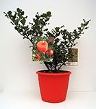 Baumschule Pflanzenvielfalt