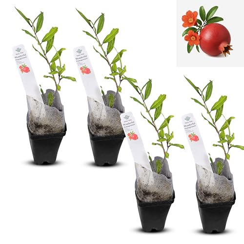 Live Pomegranate 'Wonderful' Plants (Punica Granatum 'Wonderful') - Fruit-Bearing, Drought-Tolerant...