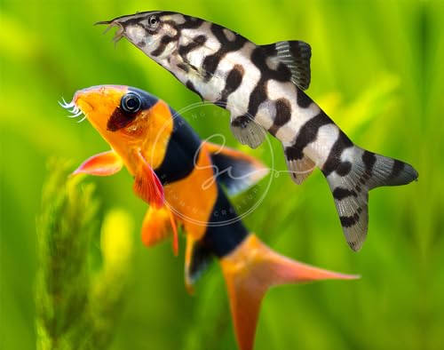 Swimming Creatures 1 Clown Loach (Tiger Botia) & 1 Yoyo Loach (Botia almorhae) Freshwater Aquarium...