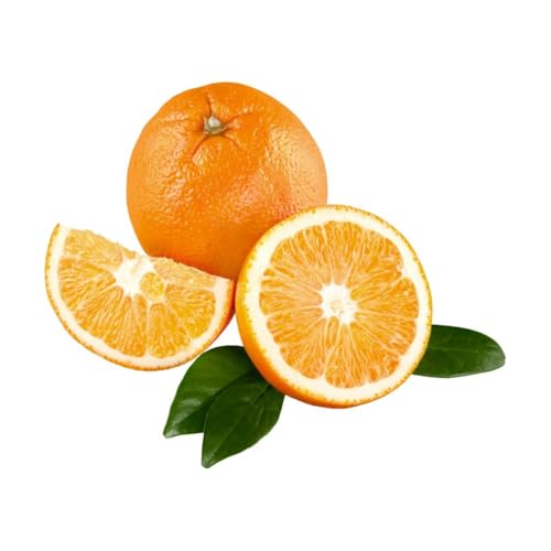 Muda Frutífera de Laranja Rubi (Precoce) Enxertada