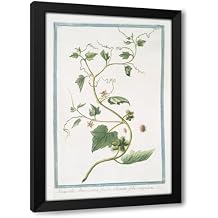 ArtDirect Sicyoides Americana, fructu echinato, foliis angulatis 1772-1793 Custom Framed Art Print Giclee Print or Canvas Options with Various Sizes and Customization by Giorgio Bonelli