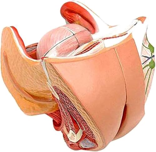Modelo anatómico del útero urinario femenino para educación médica y anatomía