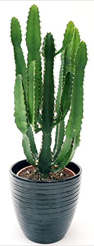 POWERS TO FLOWERS - EUPHORBIA VULCANA ERITREA RAMIFICATA COMPATTA, SPINA DI CRISTO, CACTUS DEL FREDDO, IN VASO CERAMICA NERO A RIGHE, vaso 20cm diametro, altezza 50cm, pianta vera