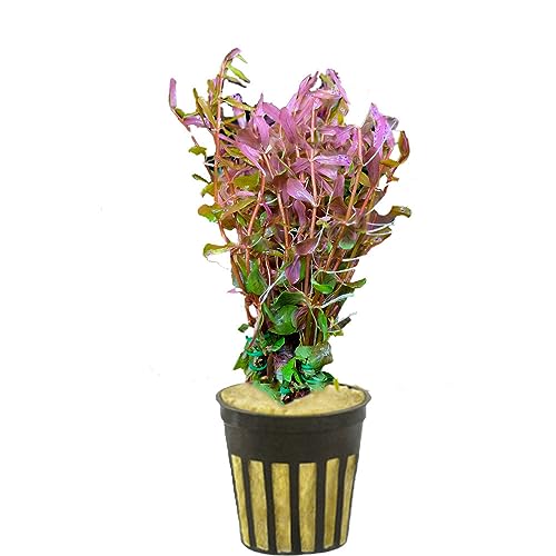 CANTON AQUATICS Rotala Vietnam HRa - Freshwater - Medium Light