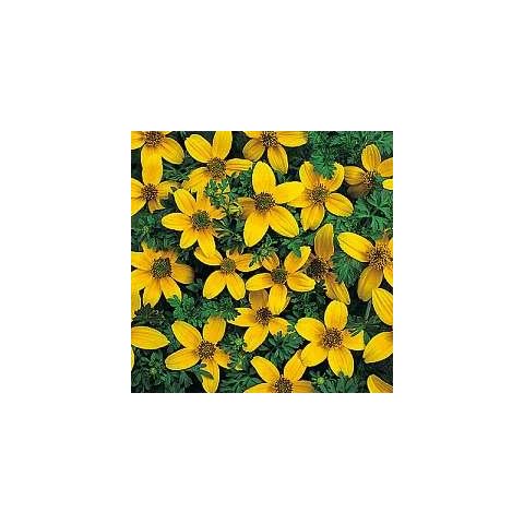 Bidens 'Golden Eye' Cover