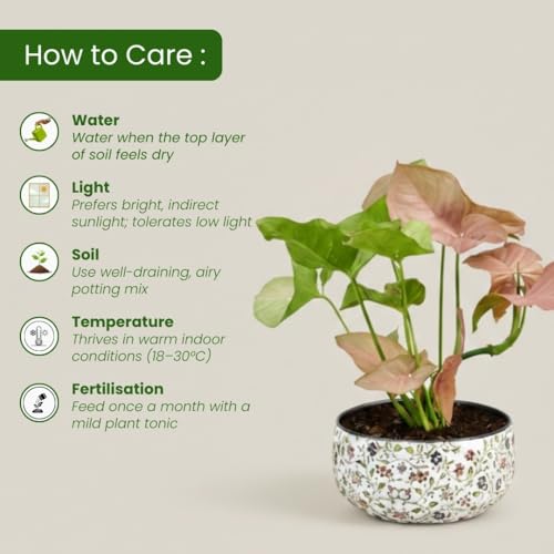 Image of Amulya Farms Indoor Plants for Home | Syngonium Pink Live Plant in Premium Floral Print Metal Pot | Air Purifying Plants for Home Decor, Living Room and Office Decoration