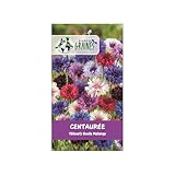 50 mélange de graines centaurée cyanus double ball — bleuet varié annuel (noir, blanc, rouge, rose, mauve, bleu) pour fleurs coupées, massifs et prairies