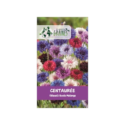 50 mélange de graines centaurée cyanus double ball — bleuet varié annuel (noir, blanc, rouge, rose, mauve, bleu) pour fleurs coupées, massifs et prairies