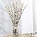 Natural Preserved Dried PussyWillow Branches for Vases, 30 Stems Real Willows, 17