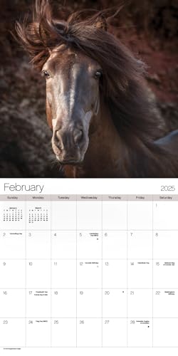 Trends International 253024 2025 Horses Wall Calendar thumb #2