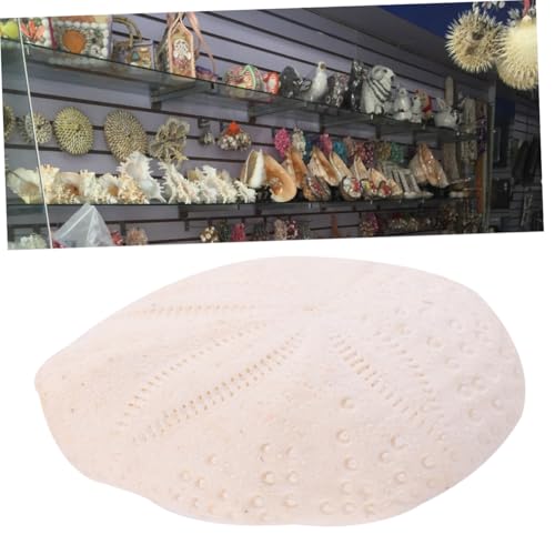 Conchas Naturales de Alta Calidad para Decoración del Hogar Elegante 6 Piezas 6