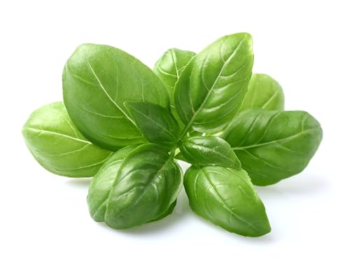 Graines de Basilic Genovese – 100 graines basilic italien pour potager, balcon & pot | Basilic aromatique idéal pesto | semences reproductibles
